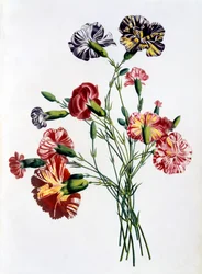 Boeket anjers, uit «Verzameling bloemen en vruchten naar de natuur», gepubliceerd in 1805